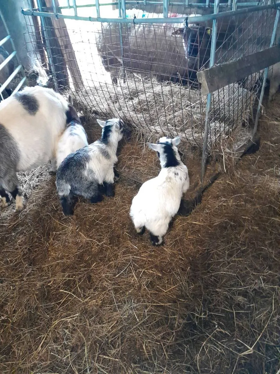 KID MALE AND FEMALE PYGMY KIDS FOR SALE - Image 1