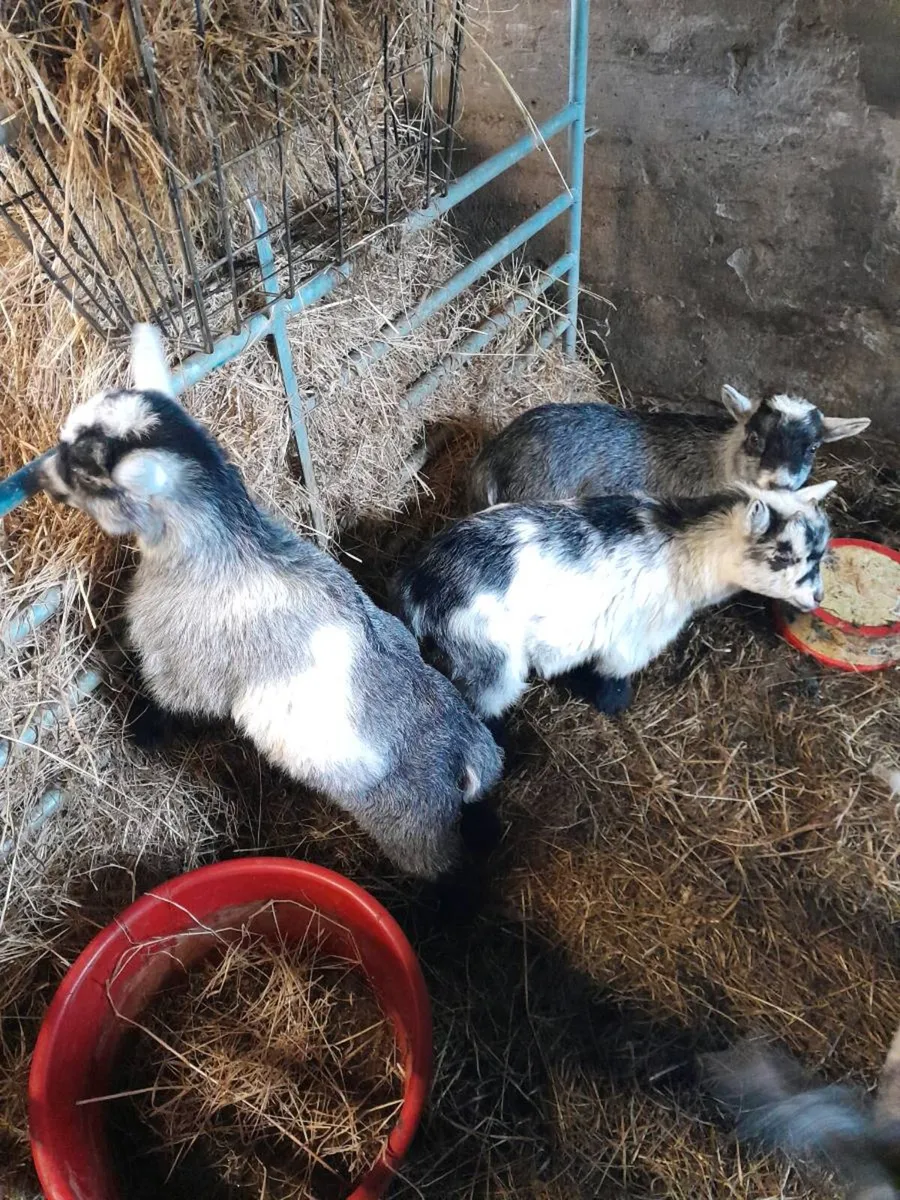 KID MALE AND FEMALE PYGMY KIDS FOR SALE - Image 2