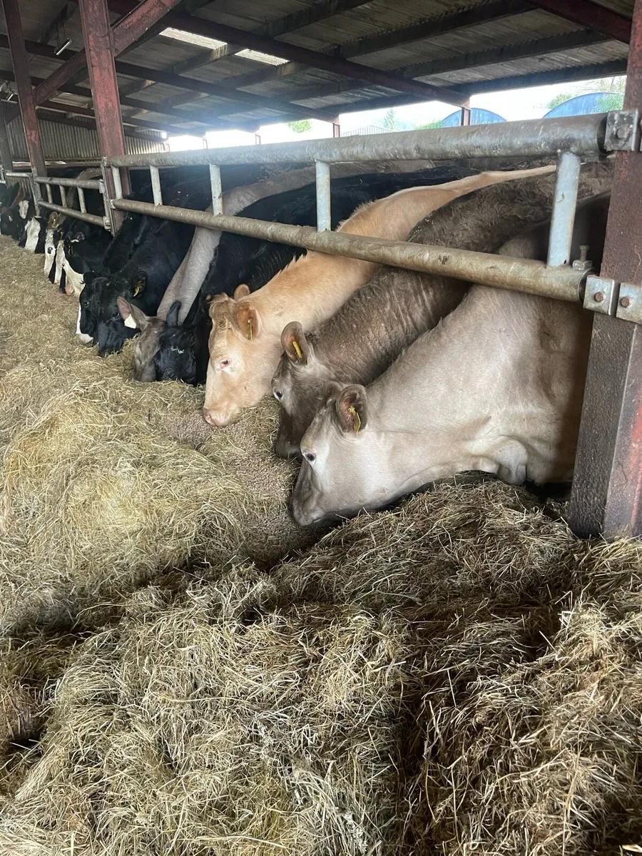 Charolais bulling heifers - Image 1
