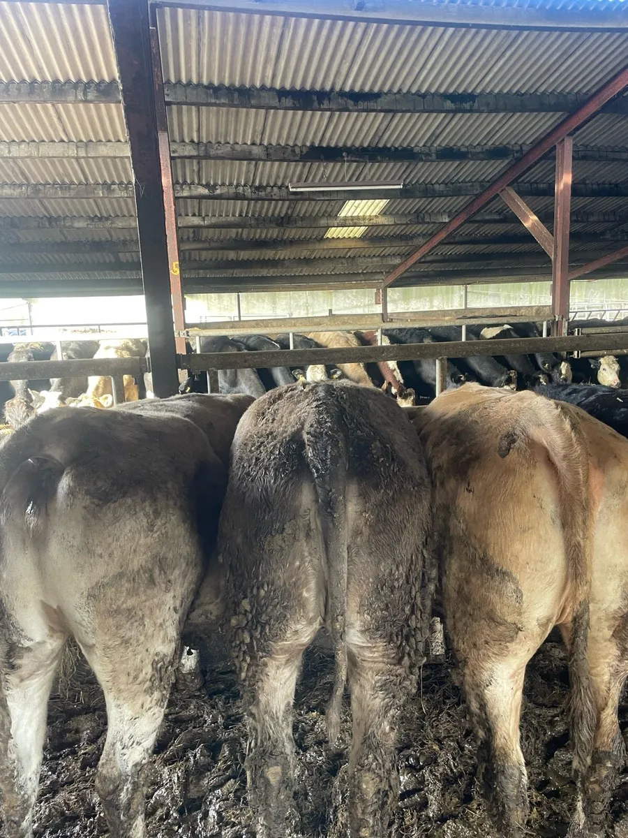 Charolais bulling heifers - Image 2