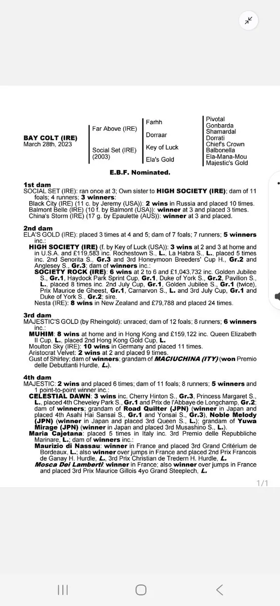 3 year old colt - Image 1