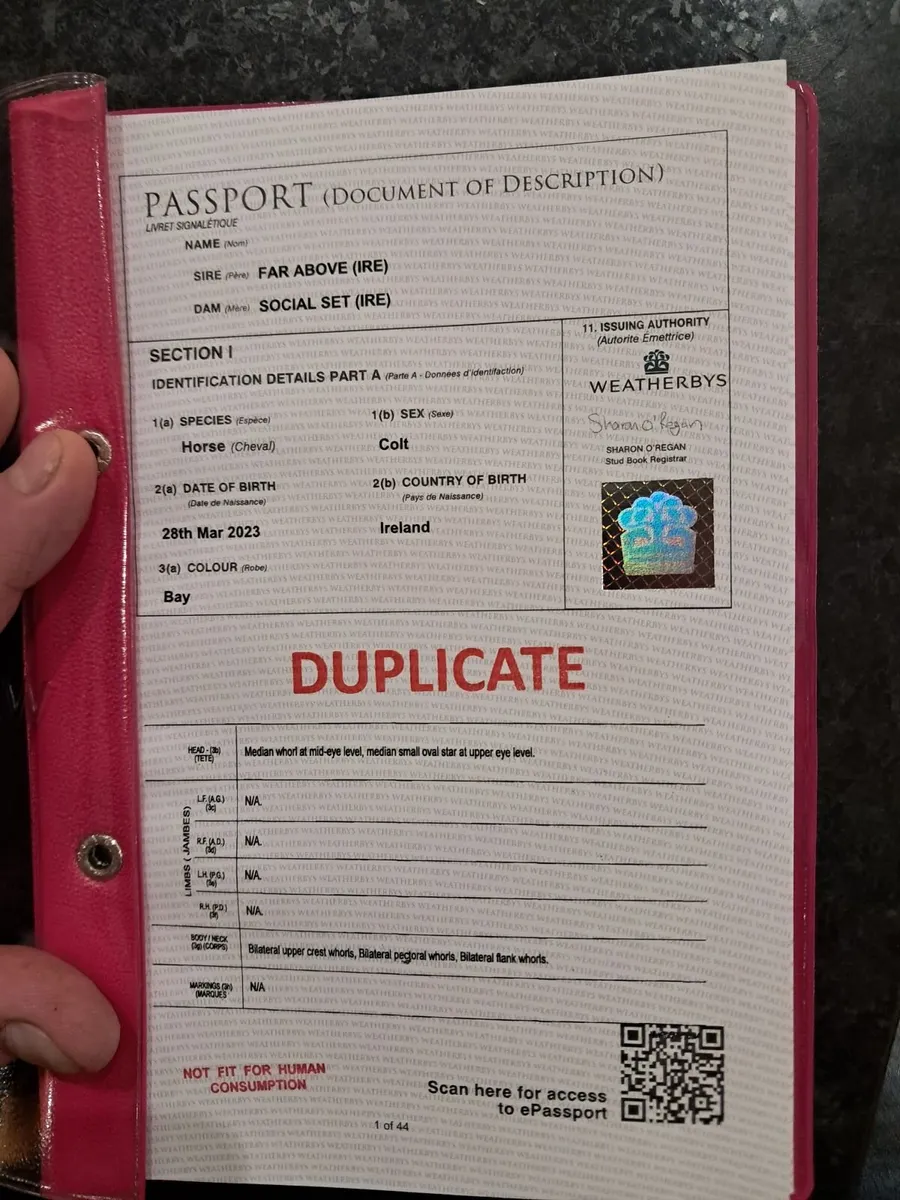 3 year old colt - Image 2