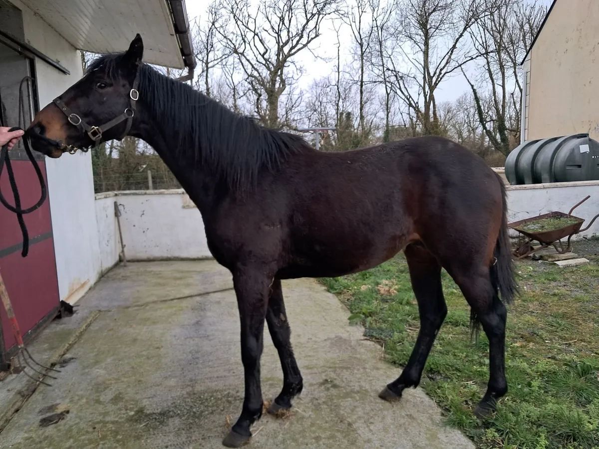 3 year old colt - Image 4
