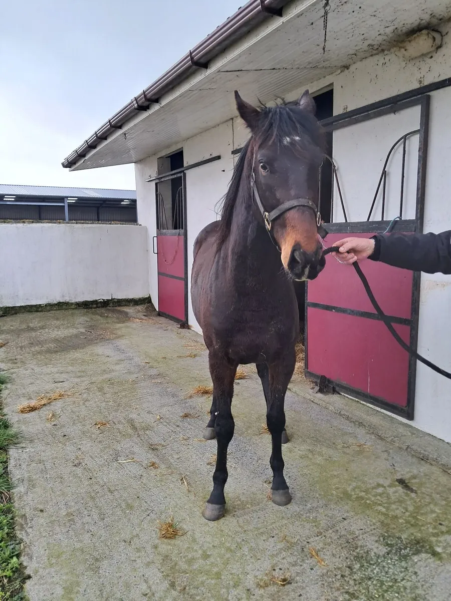 3 year old colt - Image 3