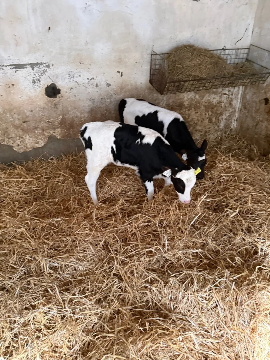 Heifer Calves - Image 1