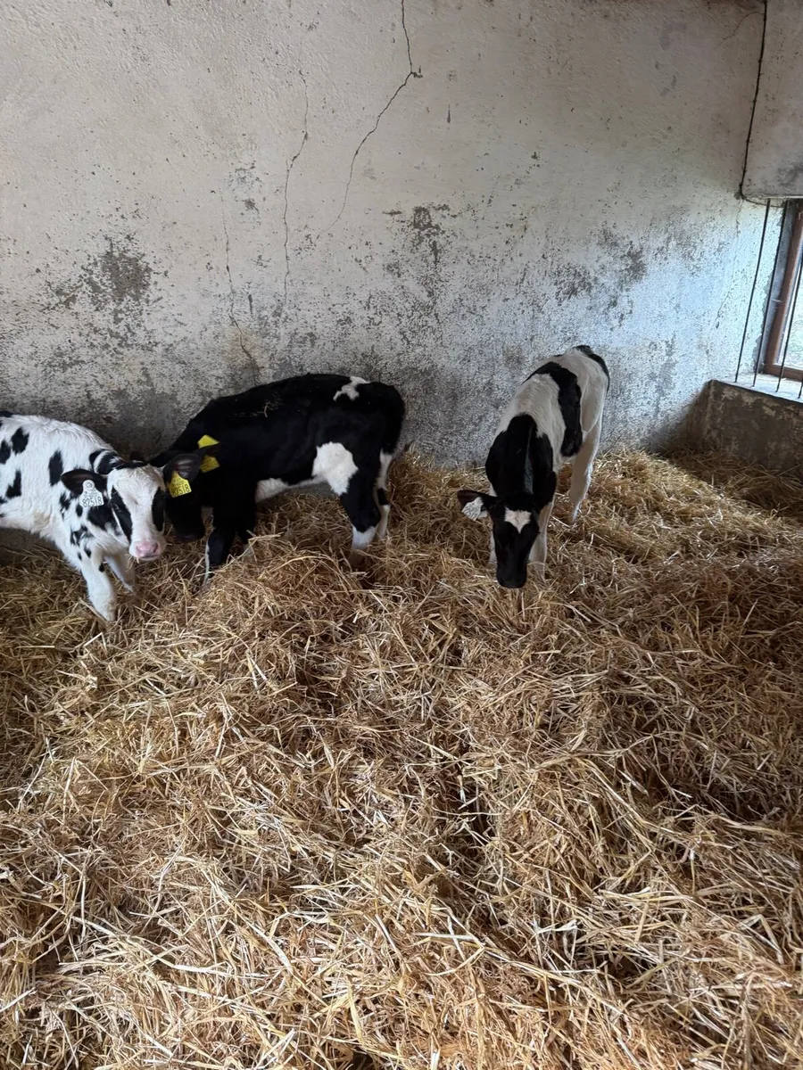Heifer Calves - Image 3