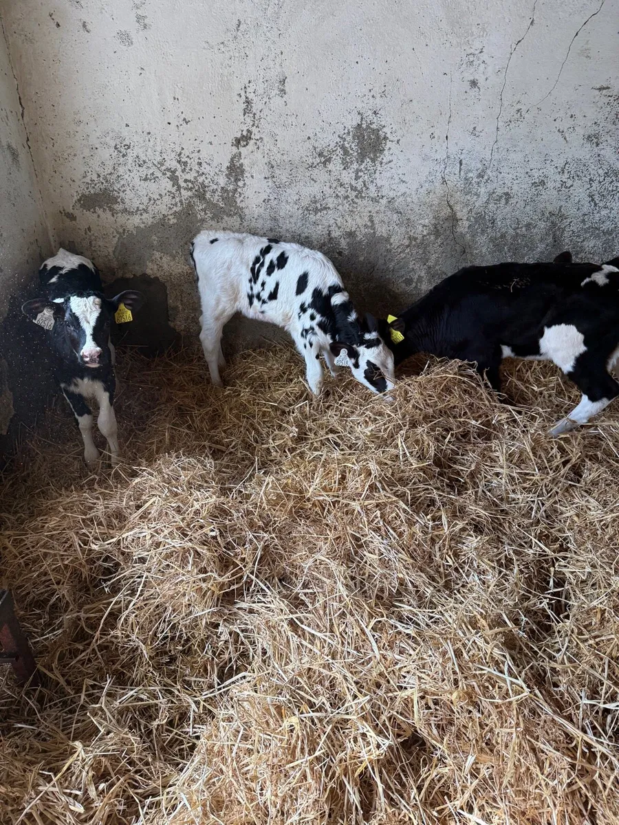 Heifer Calves - Image 4