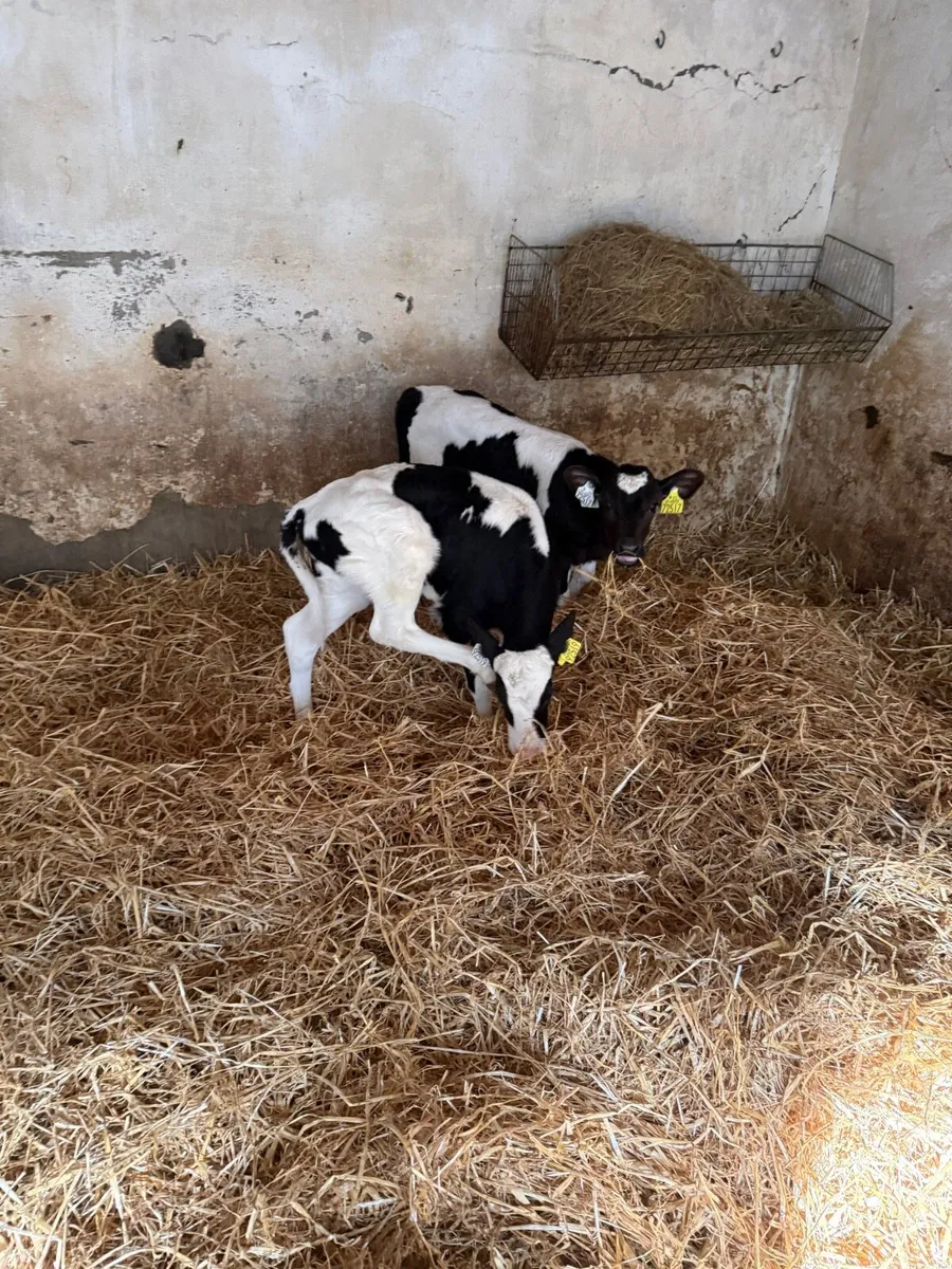 Heifer Calves - Image 2