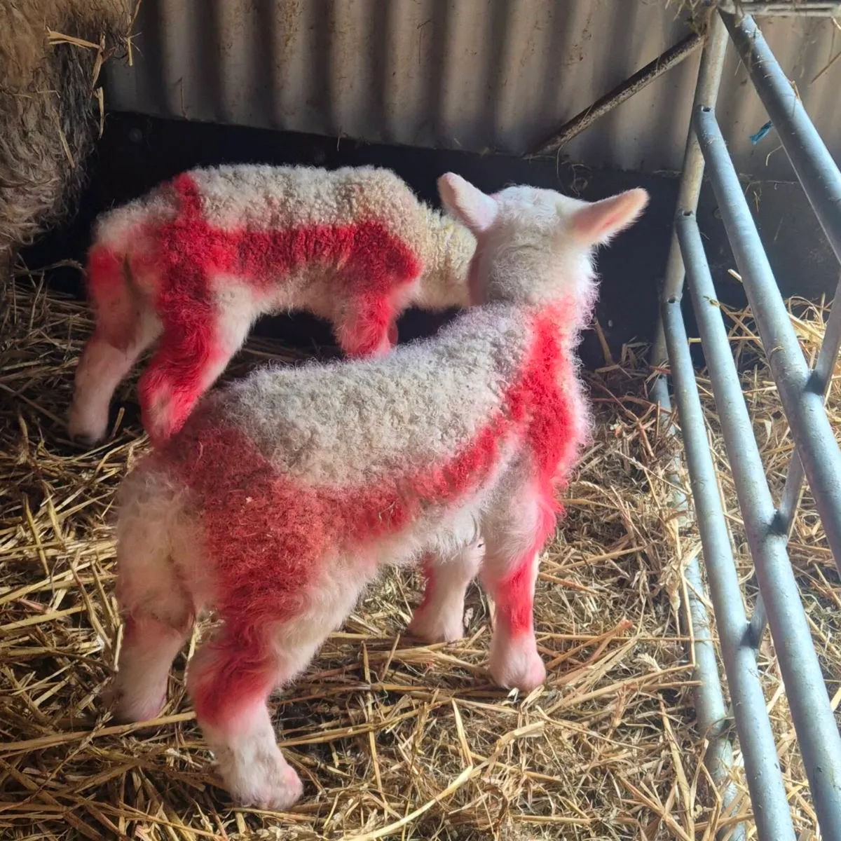 Lamb's for sale - Image 3