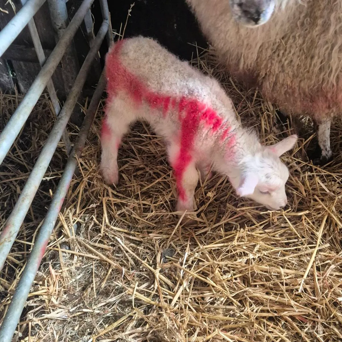 Lamb's for sale - Image 4