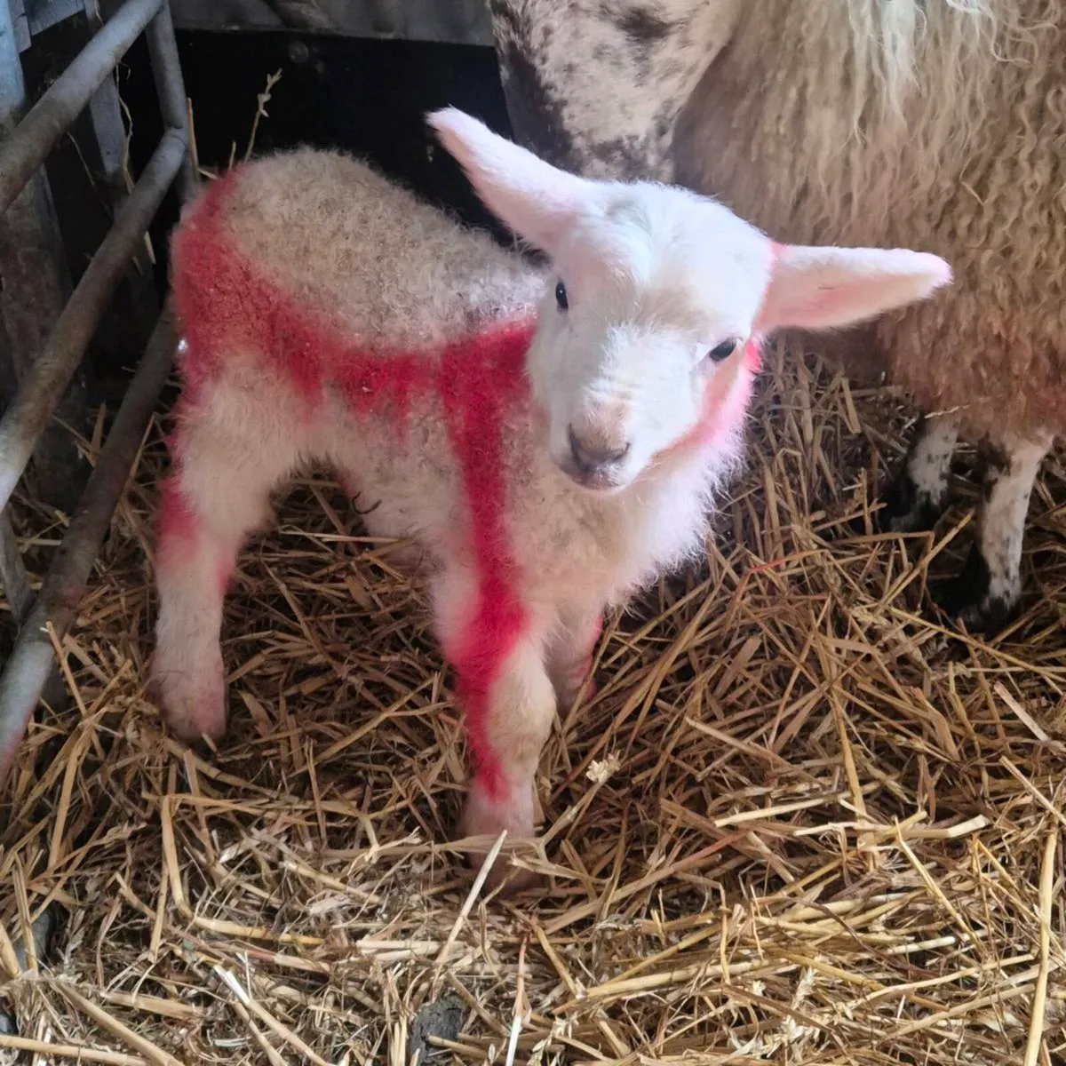 Lamb's for sale - Image 1