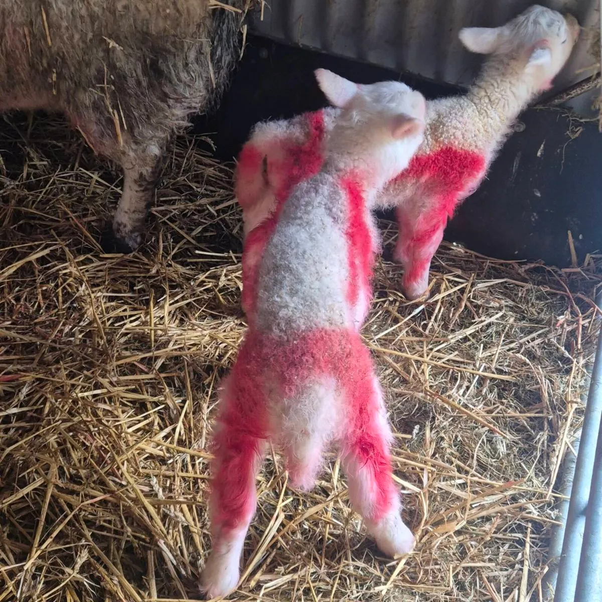 Lamb's for sale - Image 2