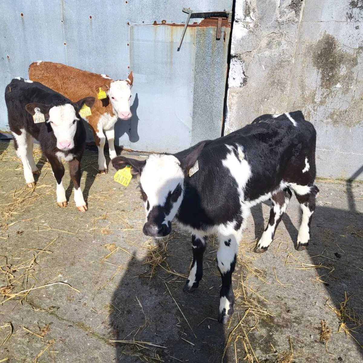 Calves for sale - Image 2