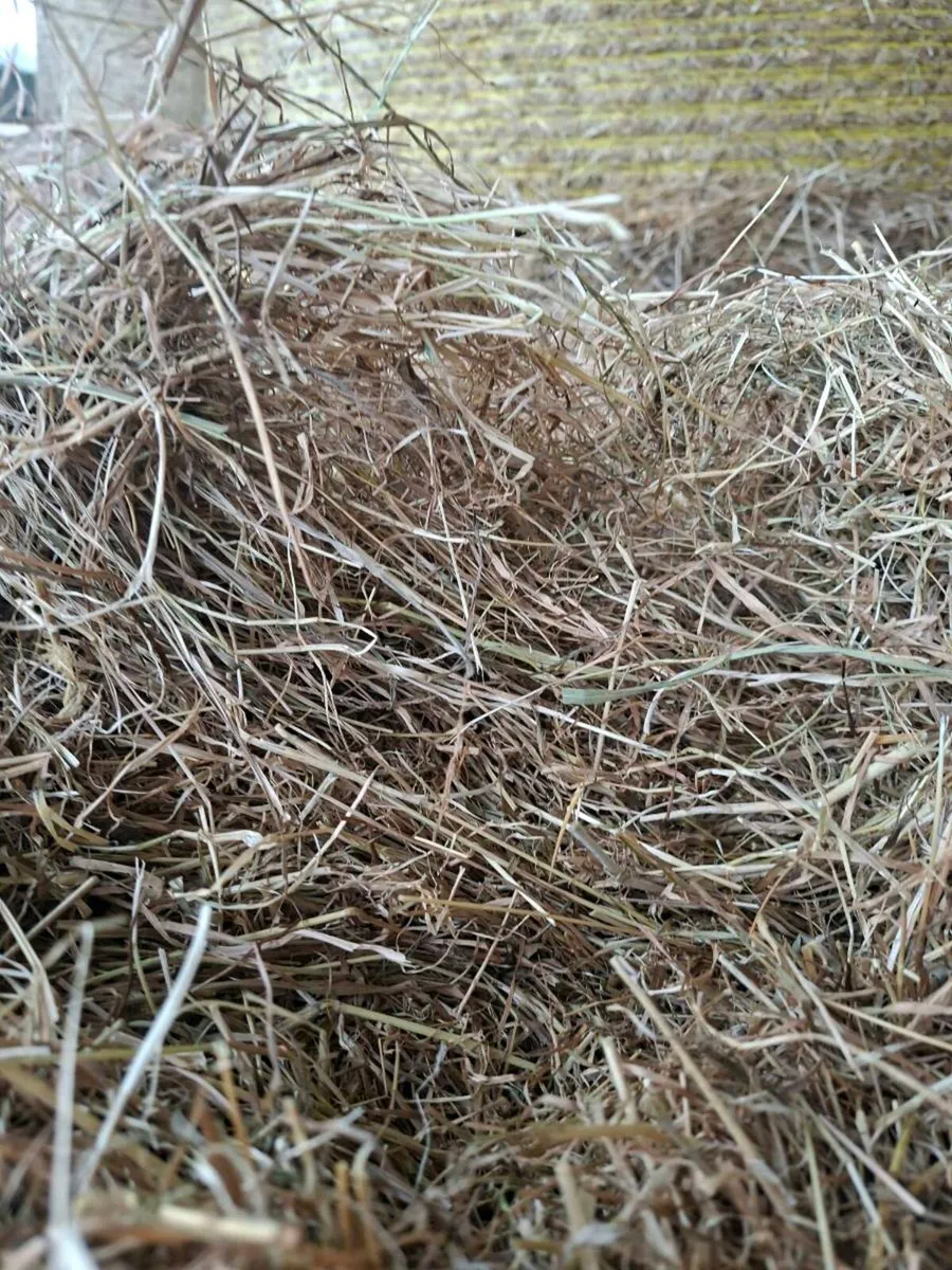Hay - Image 2