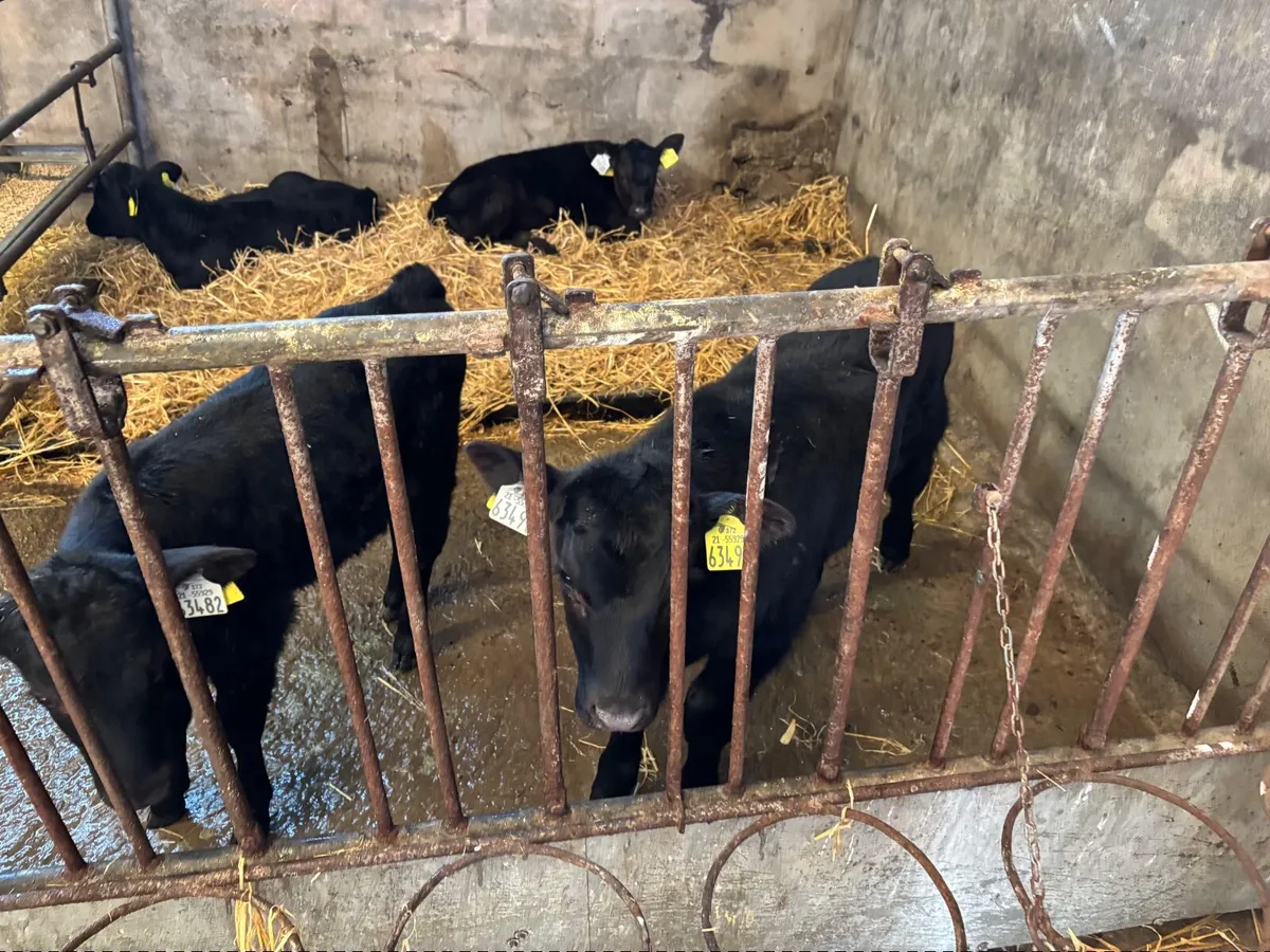 AA calves for sale - Image 2