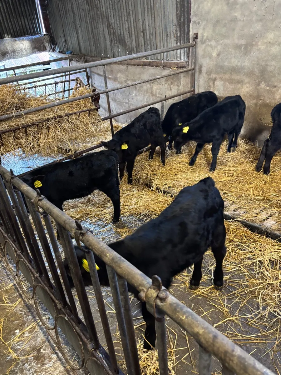 AA calves for sale - Image 1