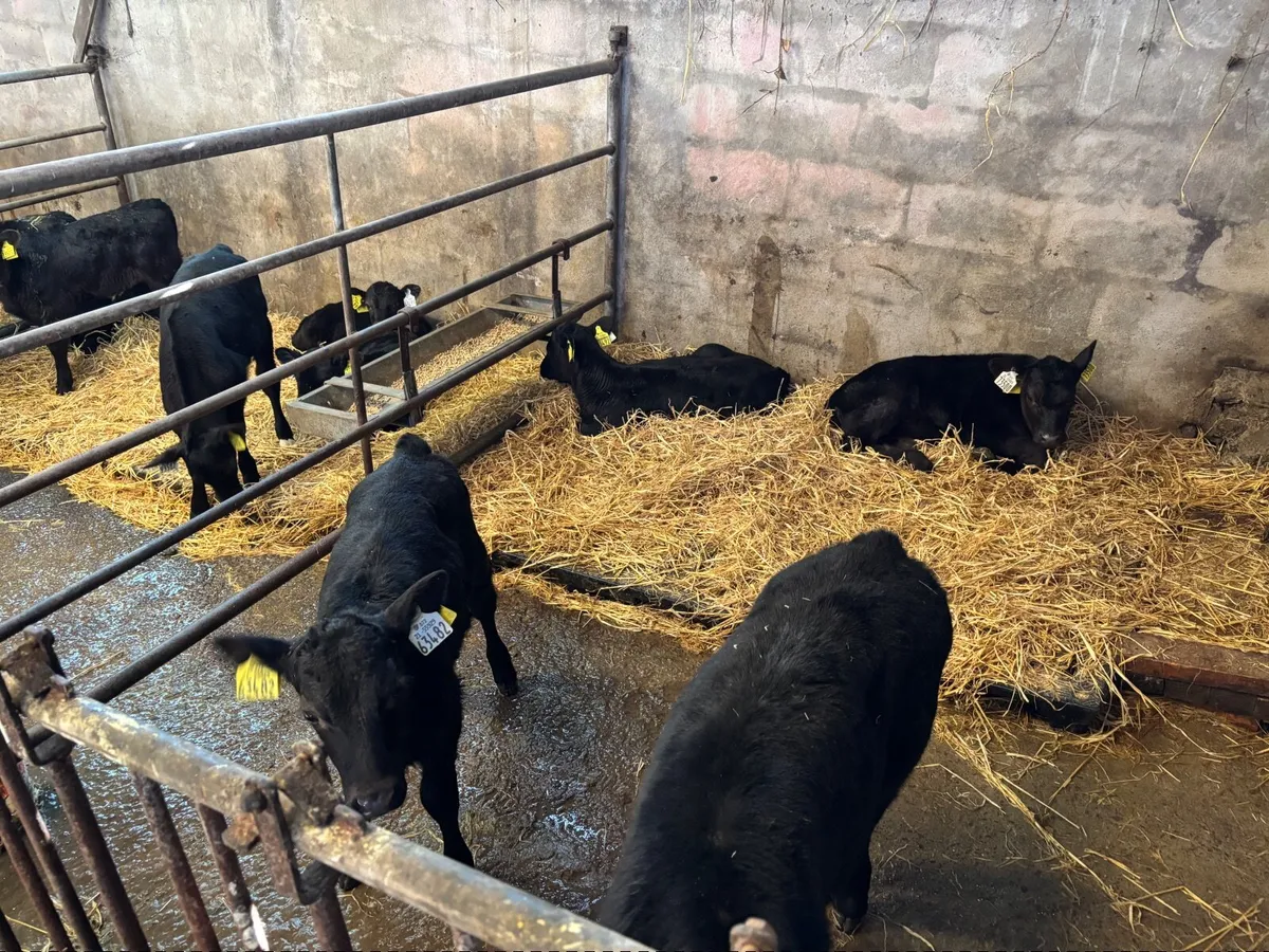 AA calves for sale - Image 3