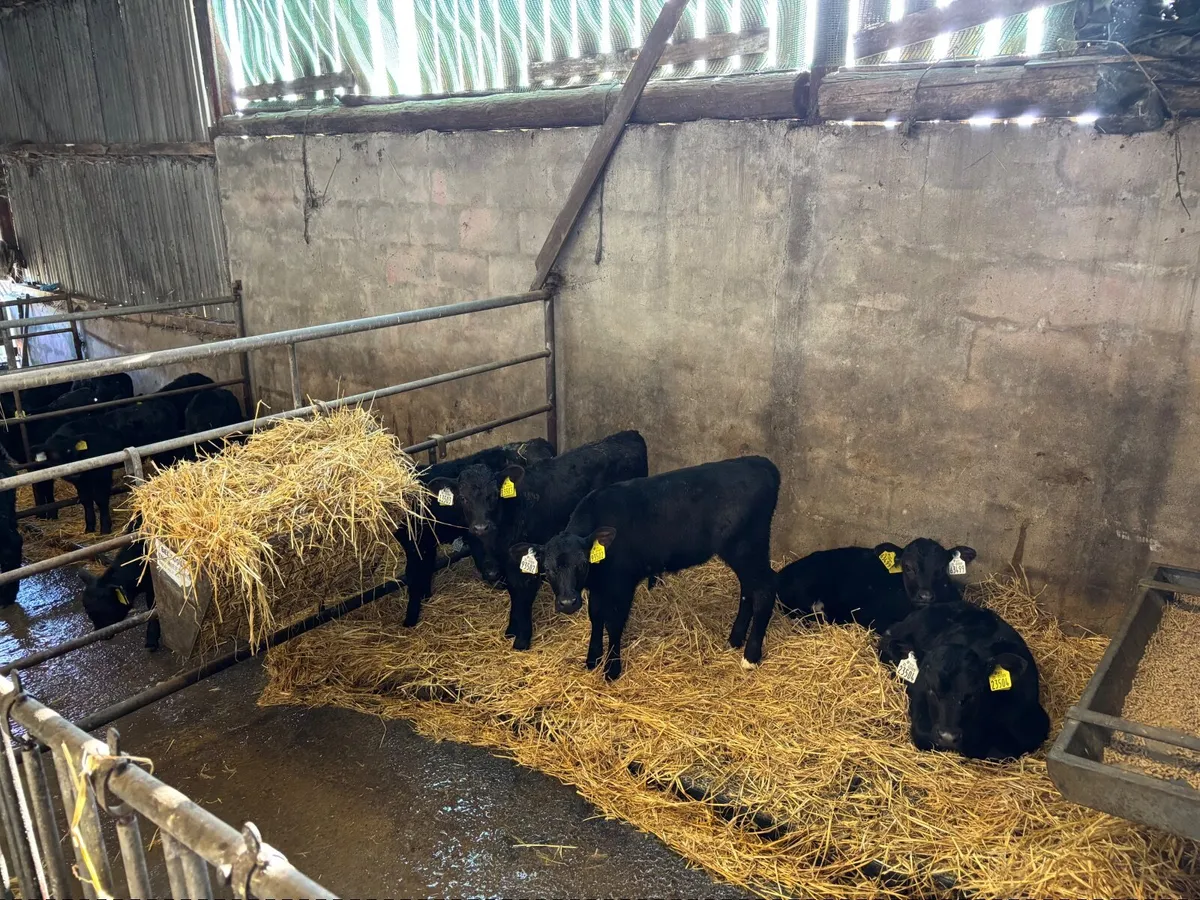 AA calves for sale - Image 4