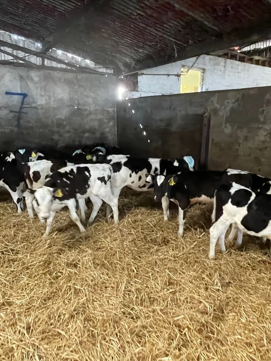 Friesian Heifer Calves - Image 1