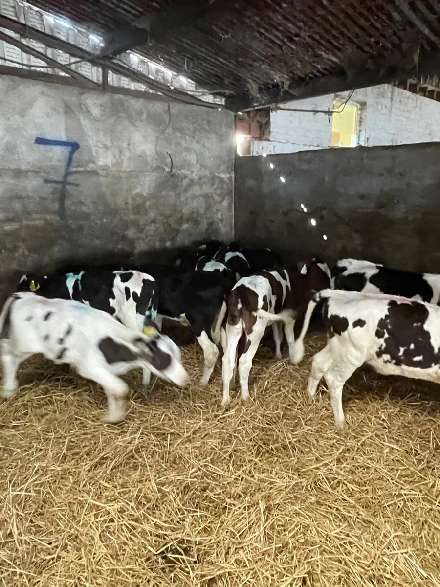 Friesian Heifer Calves - Image 2
