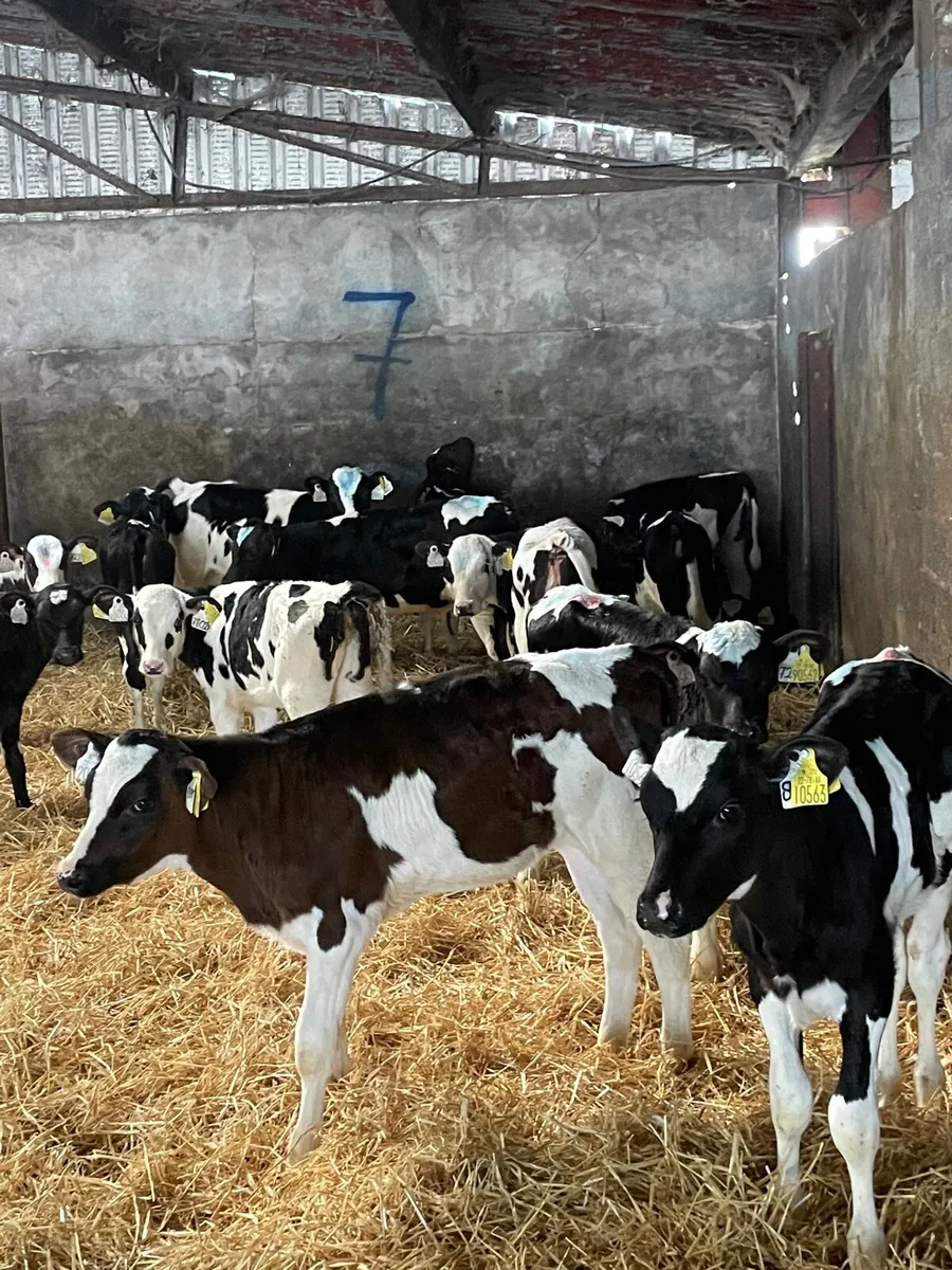 Friesian Heifer Calves - Image 3