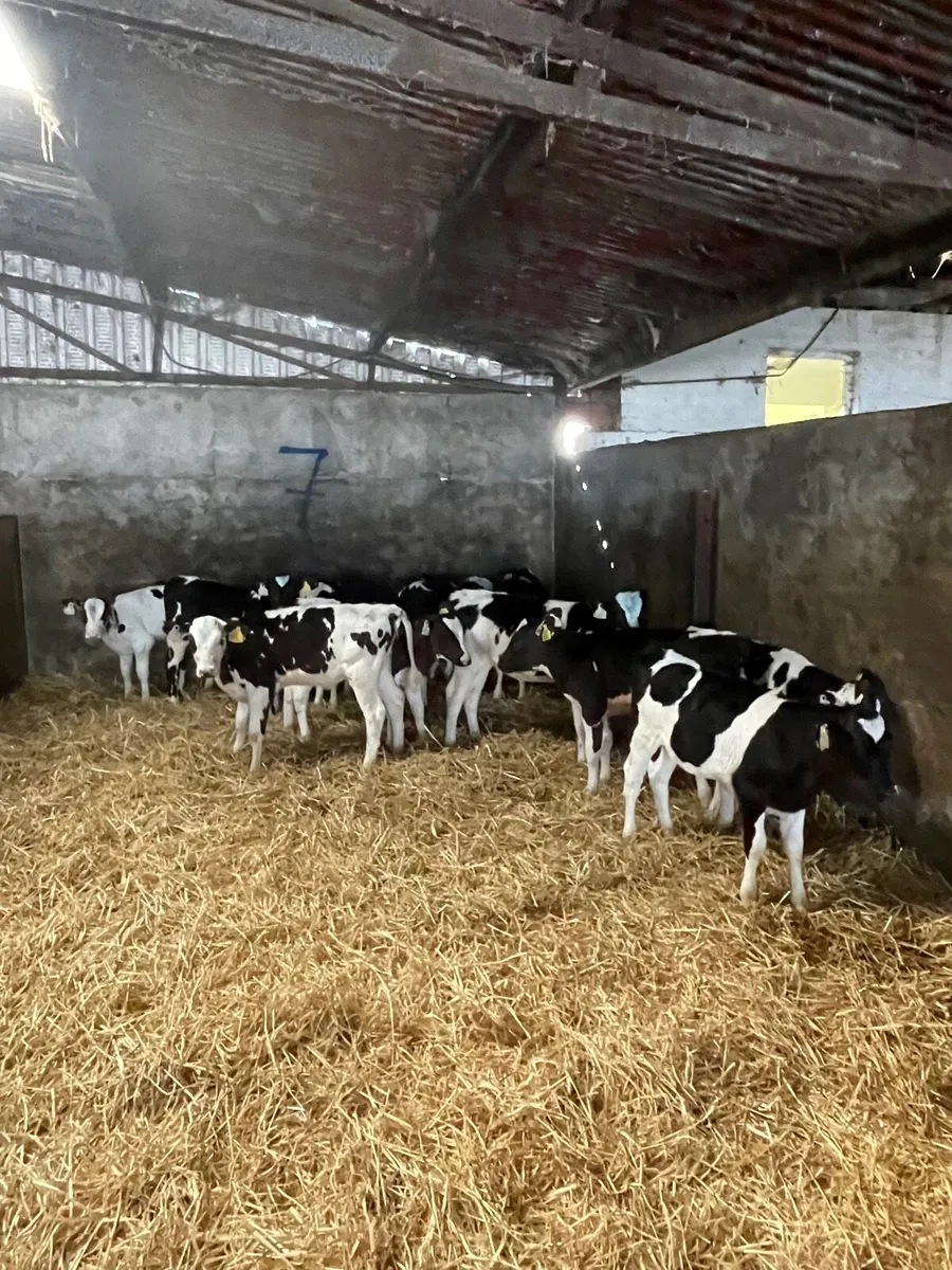 Friesian Heifer Calves - Image 4