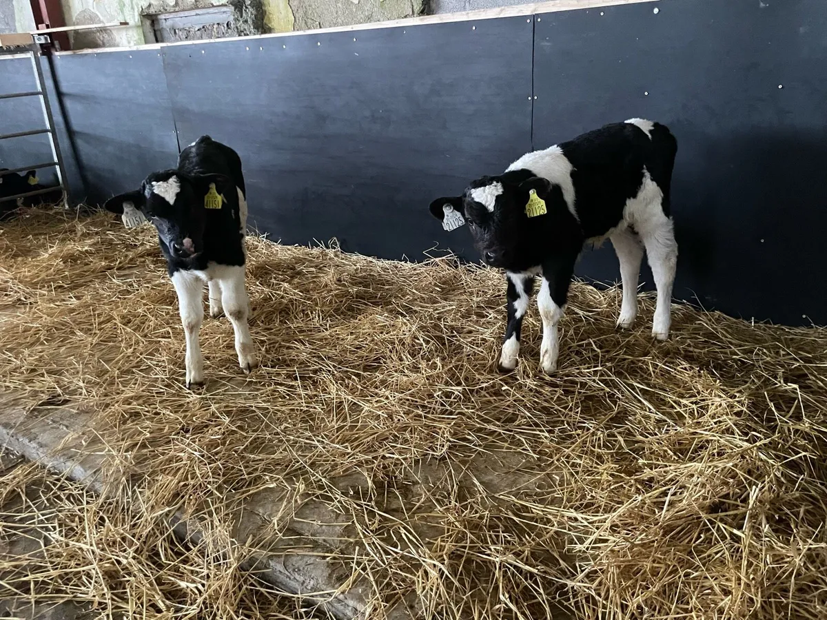 Fr bull calves - Image 2
