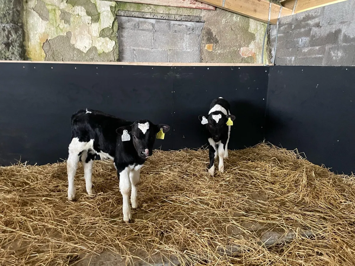 Fr bull calves - Image 3