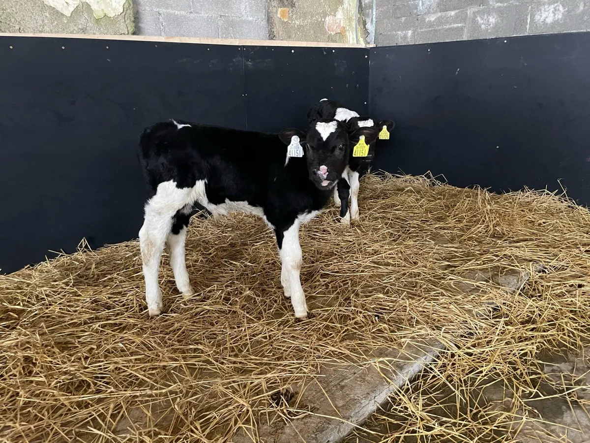 Fr bull calves - Image 1