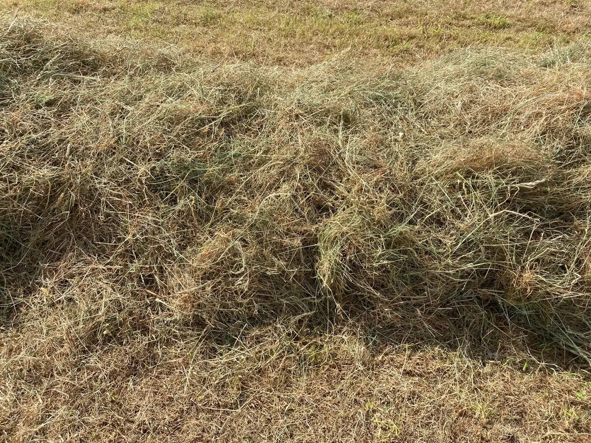 Quality hay and silage. - Image 4