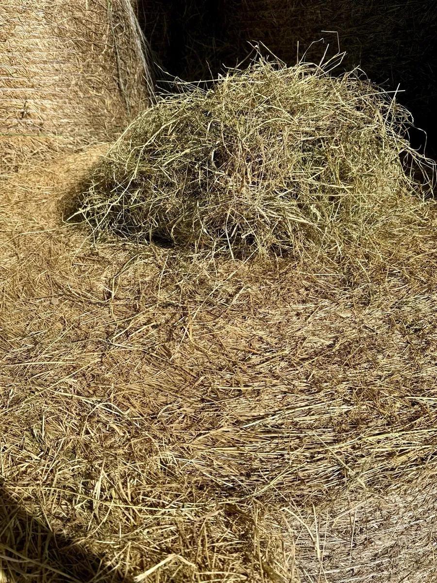 Quality hay and silage. - Image 3