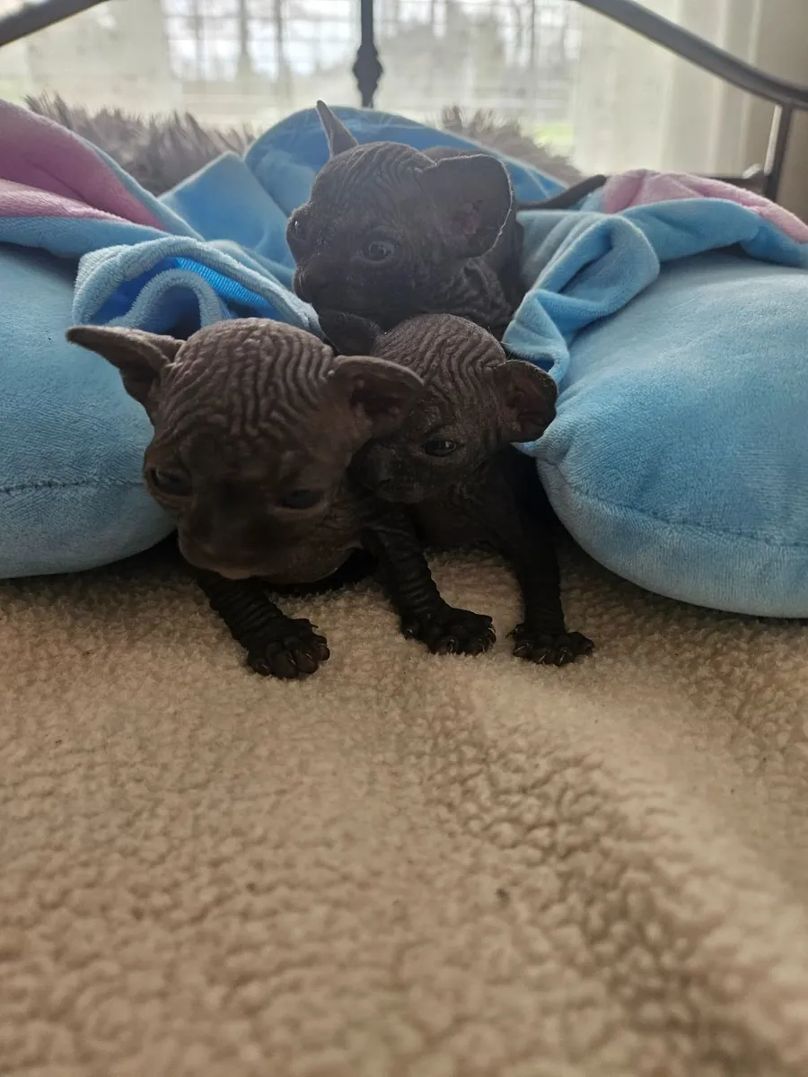 Sphynx kittens - Image 2