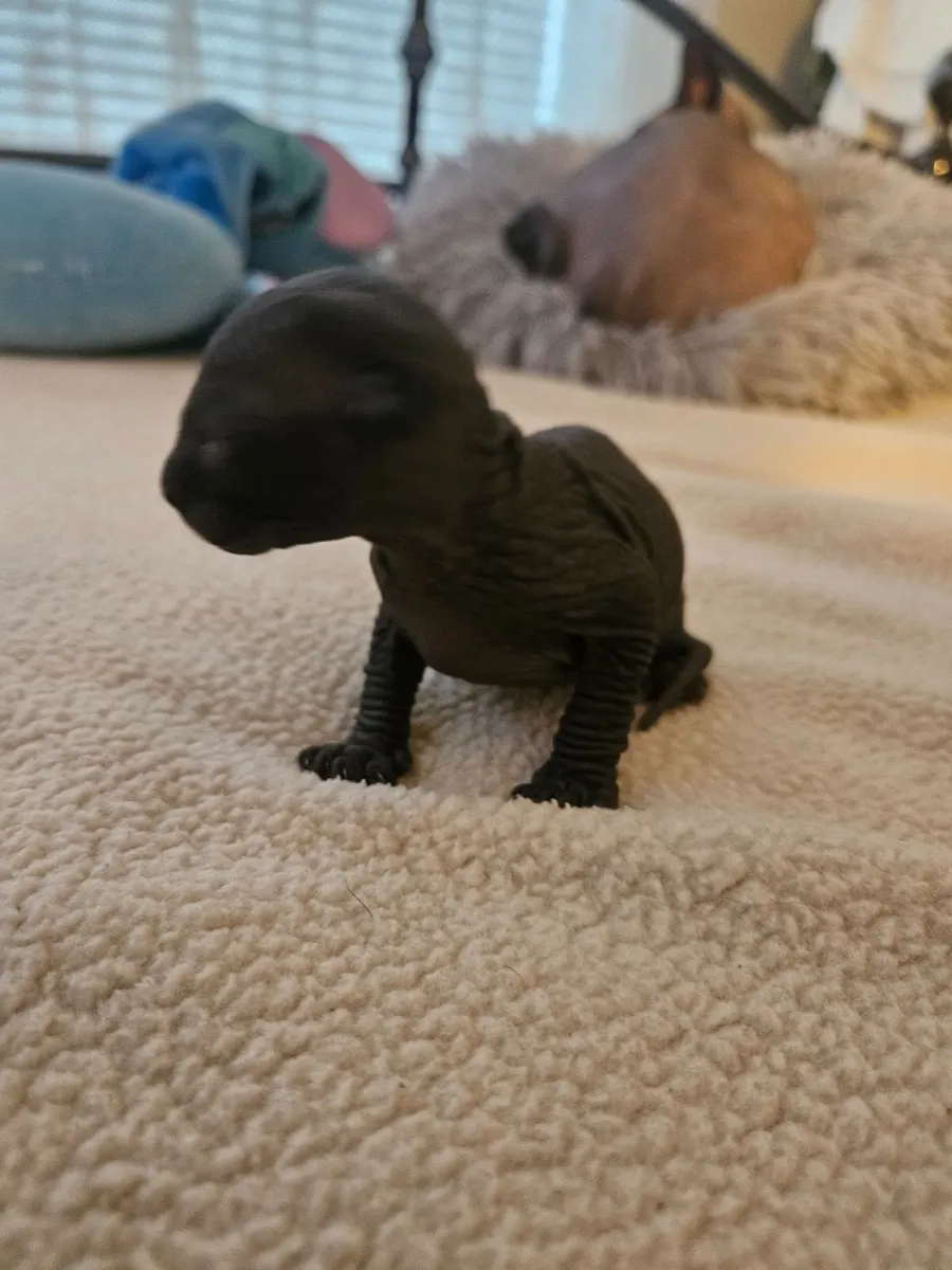 Sphynx kittens - Image 3