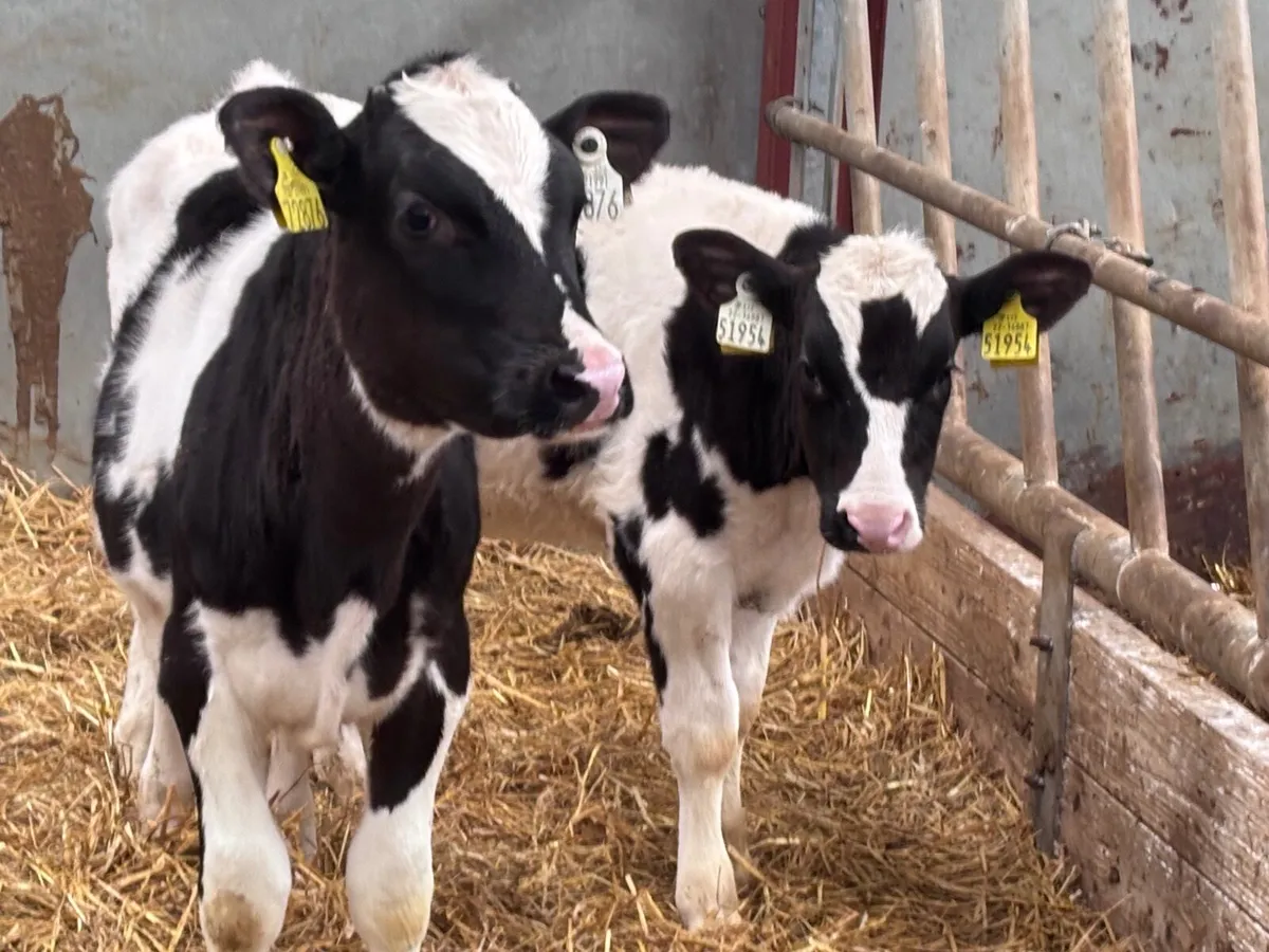 3 Freisan runners for sale - Image 1