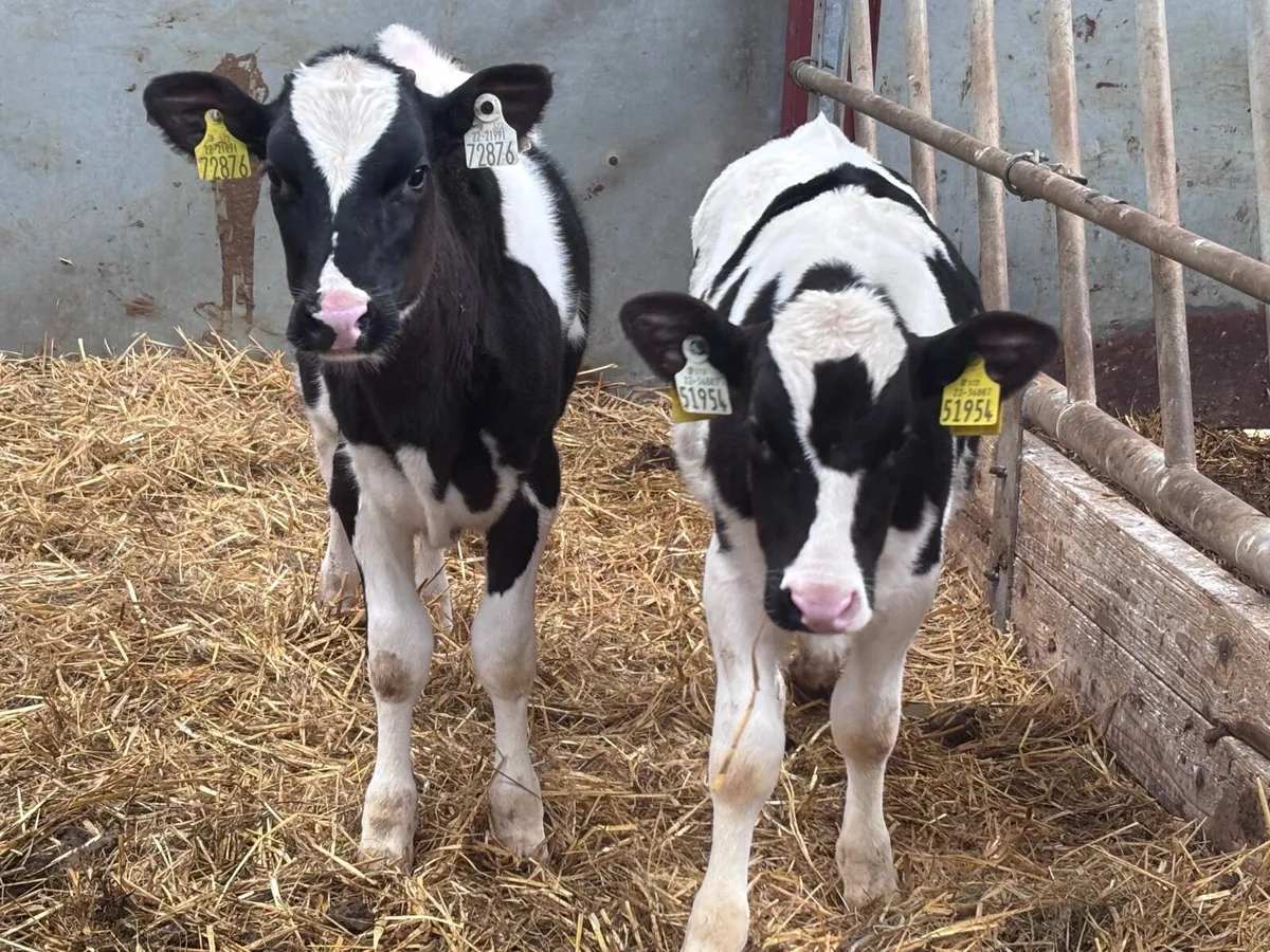 3 Freisan runners for sale - Image 3