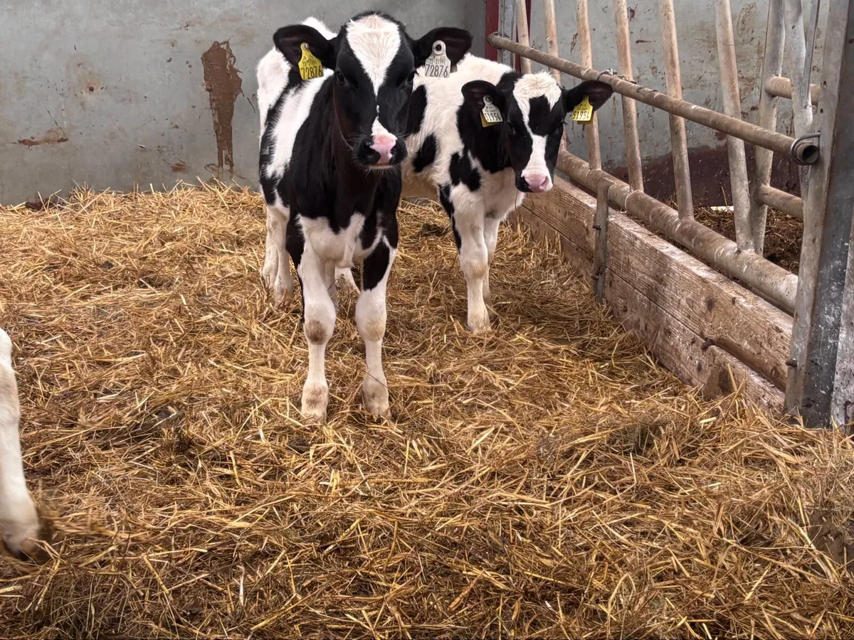 3 Freisan runners for sale - Image 4