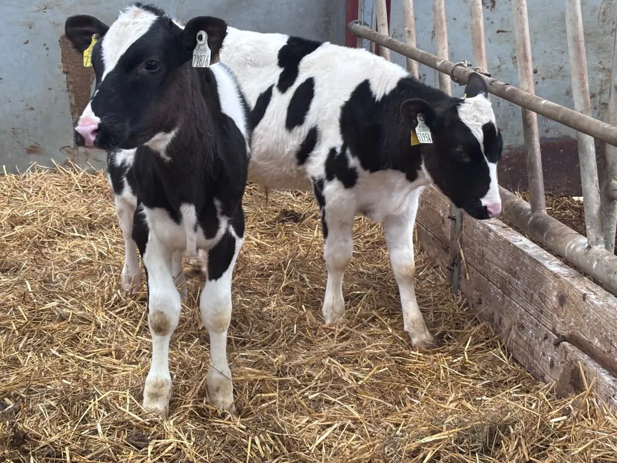 3 Freisan runners for sale - Image 2