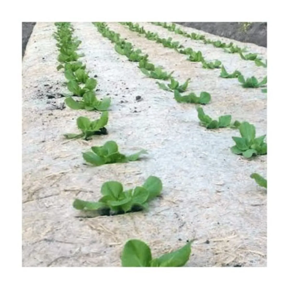 Organic Hemp Mulch Mat - Weed Barrier - Image 3