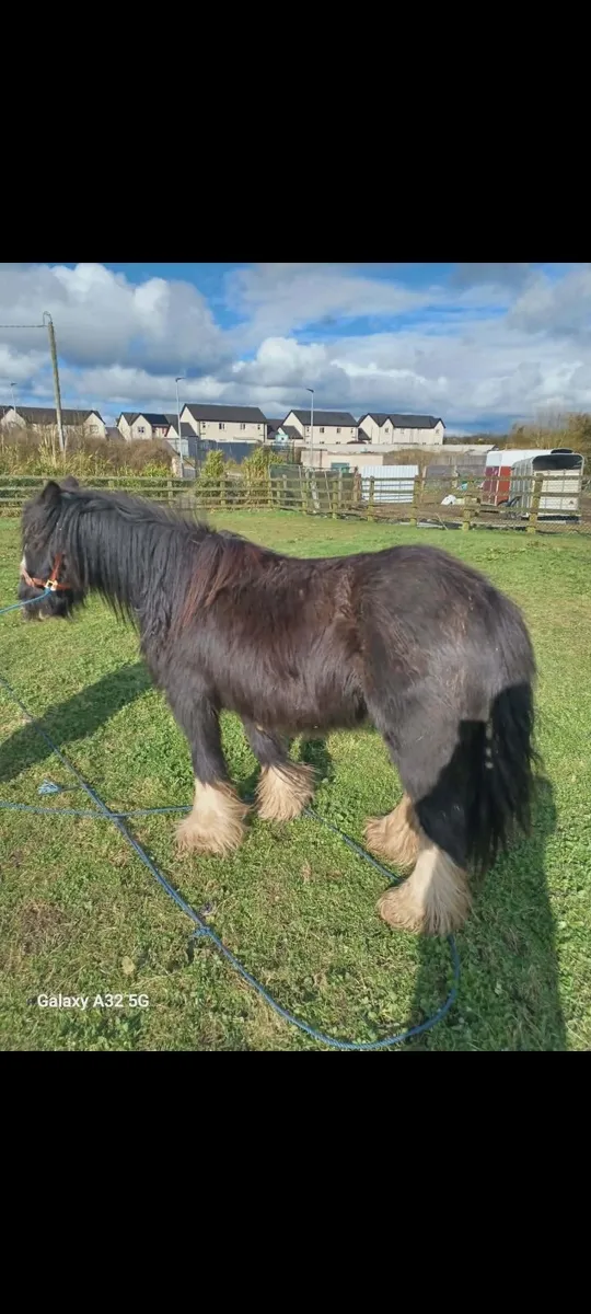5 year old pony 11hh - Image 2