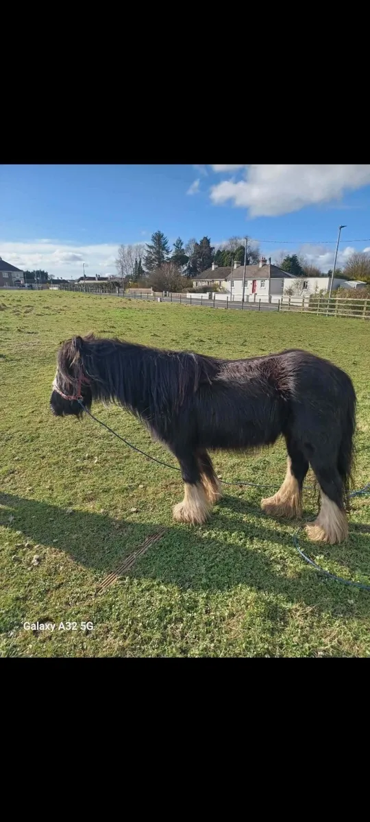 5 year old pony 11hh - Image 3