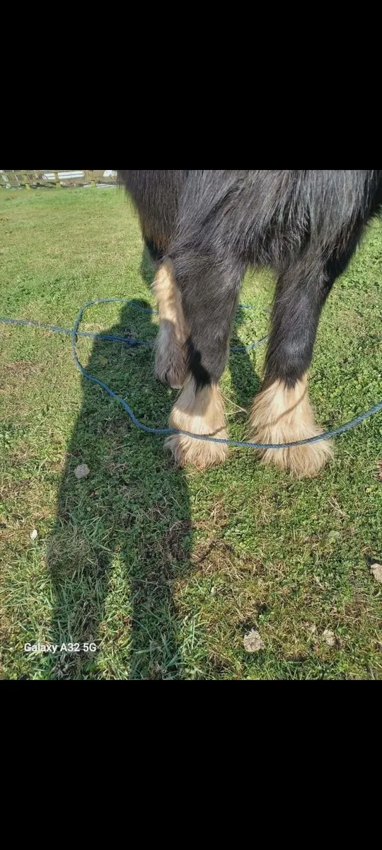 5 year old pony 11hh - Image 4