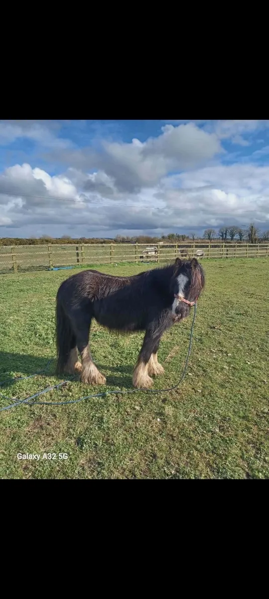 5 year old pony 11hh - Image 1