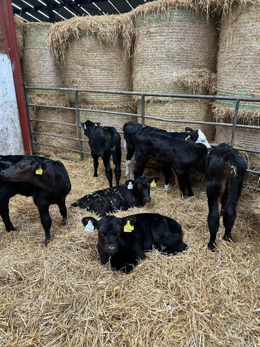 3-5 week - Angus / Hereford calves