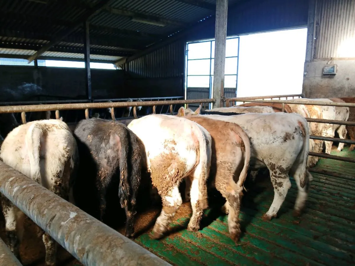 10 Charolais heifers for sale - Image 4