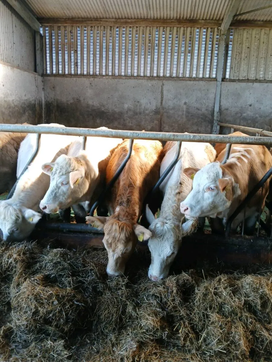 10 Charolais heifers for sale - Image 1