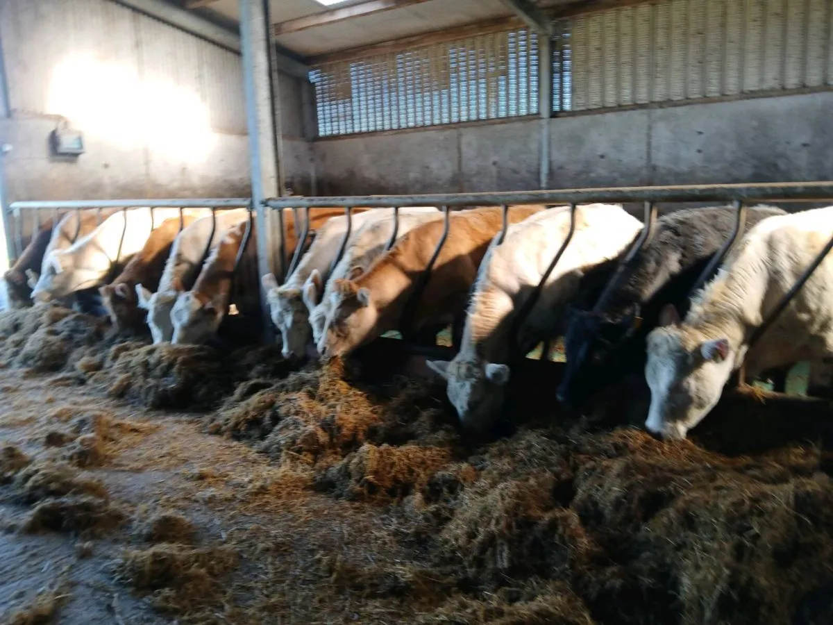 10 Charolais heifers for sale - Image 2