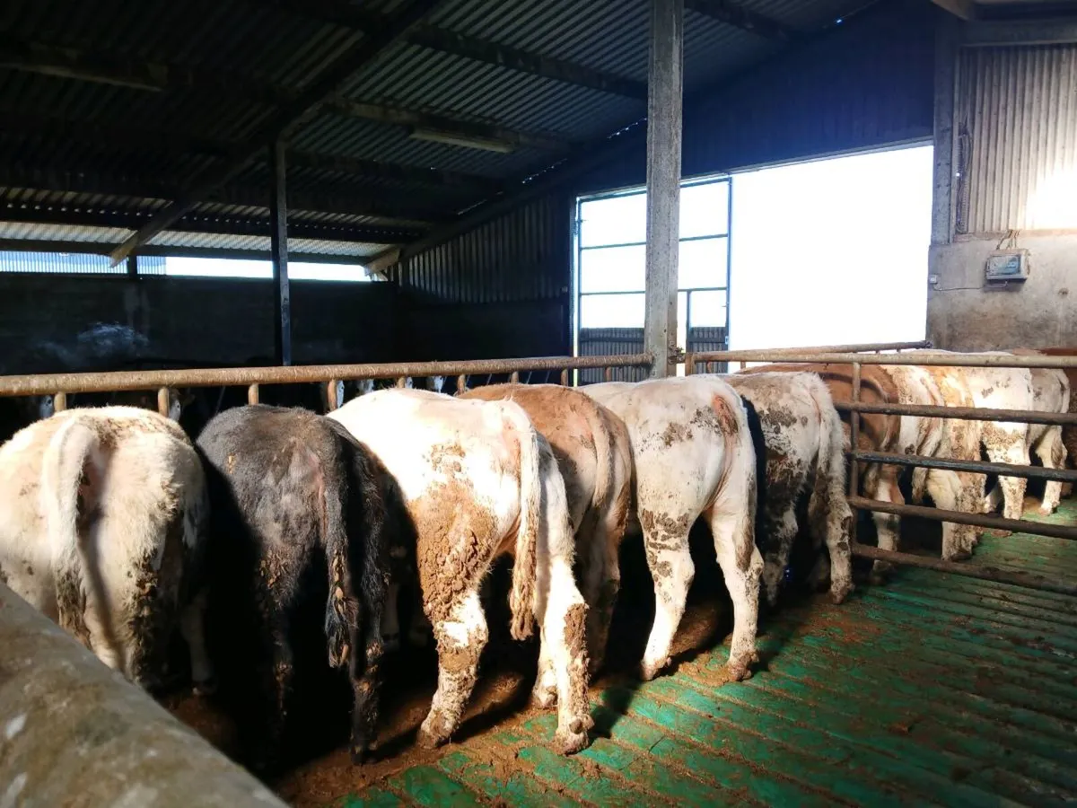 10 Charolais heifers for sale - Image 3