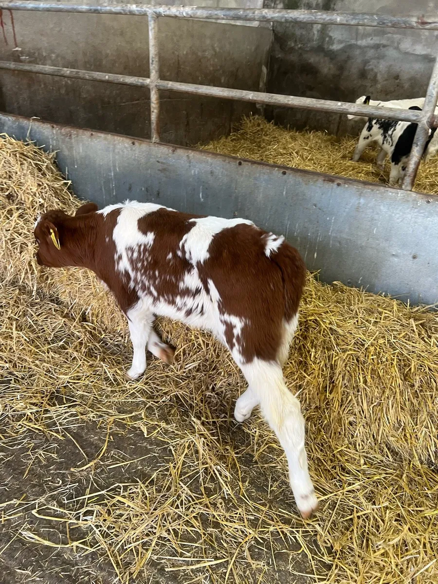 Red roan BB heifer calf for sale - Image 1