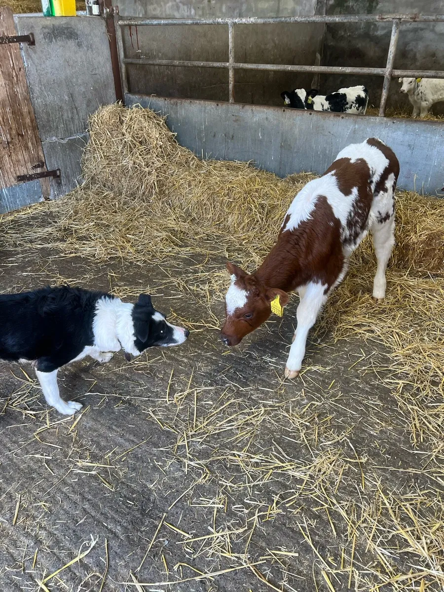 Red roan BB heifer calf for sale - Image 2