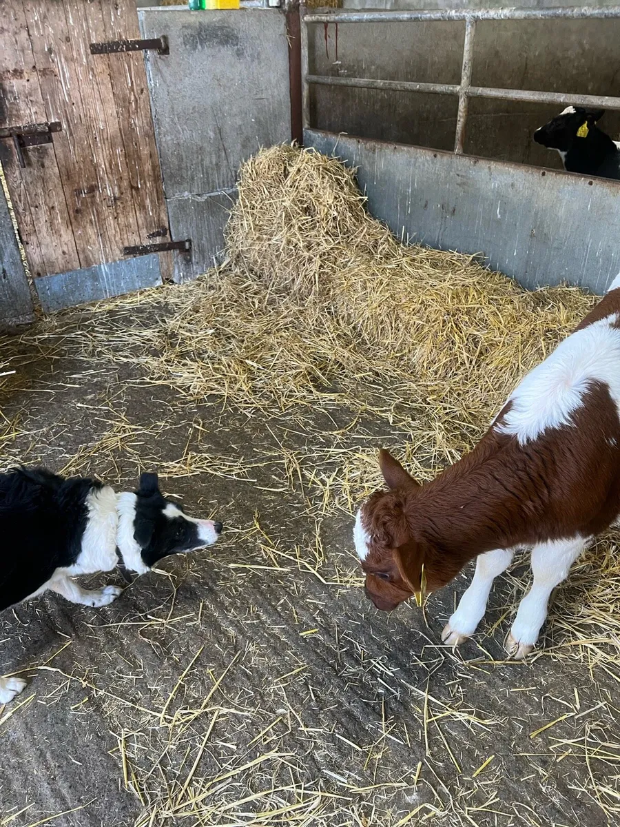 Red roan BB heifer calf for sale - Image 3